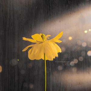 真人视频三十六技能的含金量
